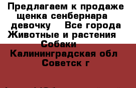 Предлагаем к продаже щенка сенбернара - девочку. - Все города Животные и растения » Собаки   . Калининградская обл.,Советск г.